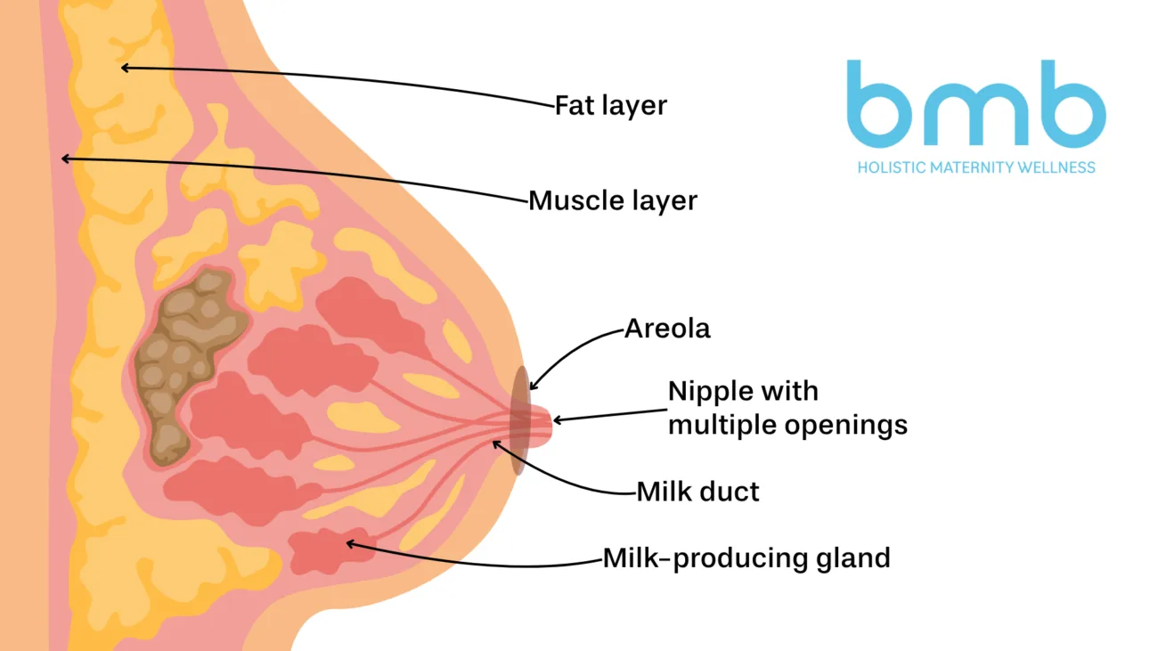 Anatomical diagram of the breast during breastfeeding, showing alveoli, milk ducts, and let-down reflex