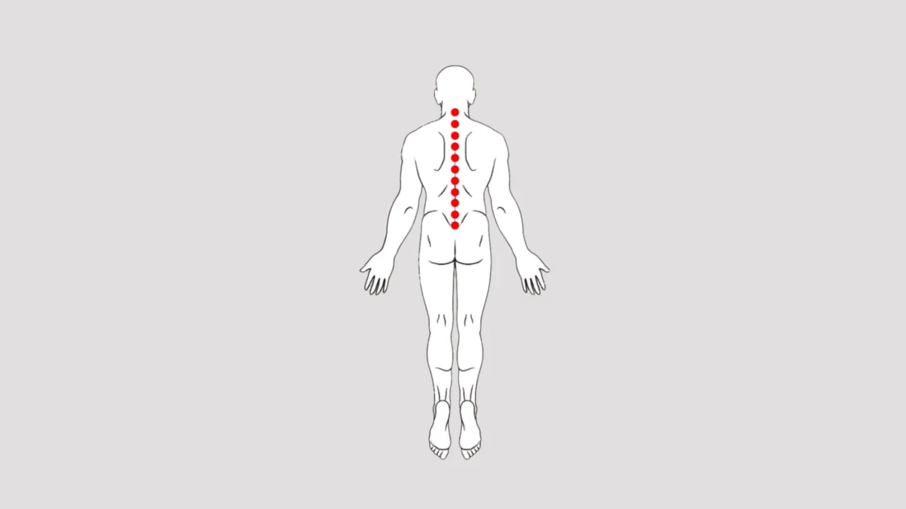 Diagram of the spinal segments SpinalSync targets during a chiropractic session